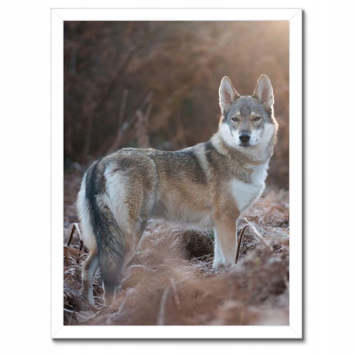 Plakáty v rámu 30x40 Vlk Wolf