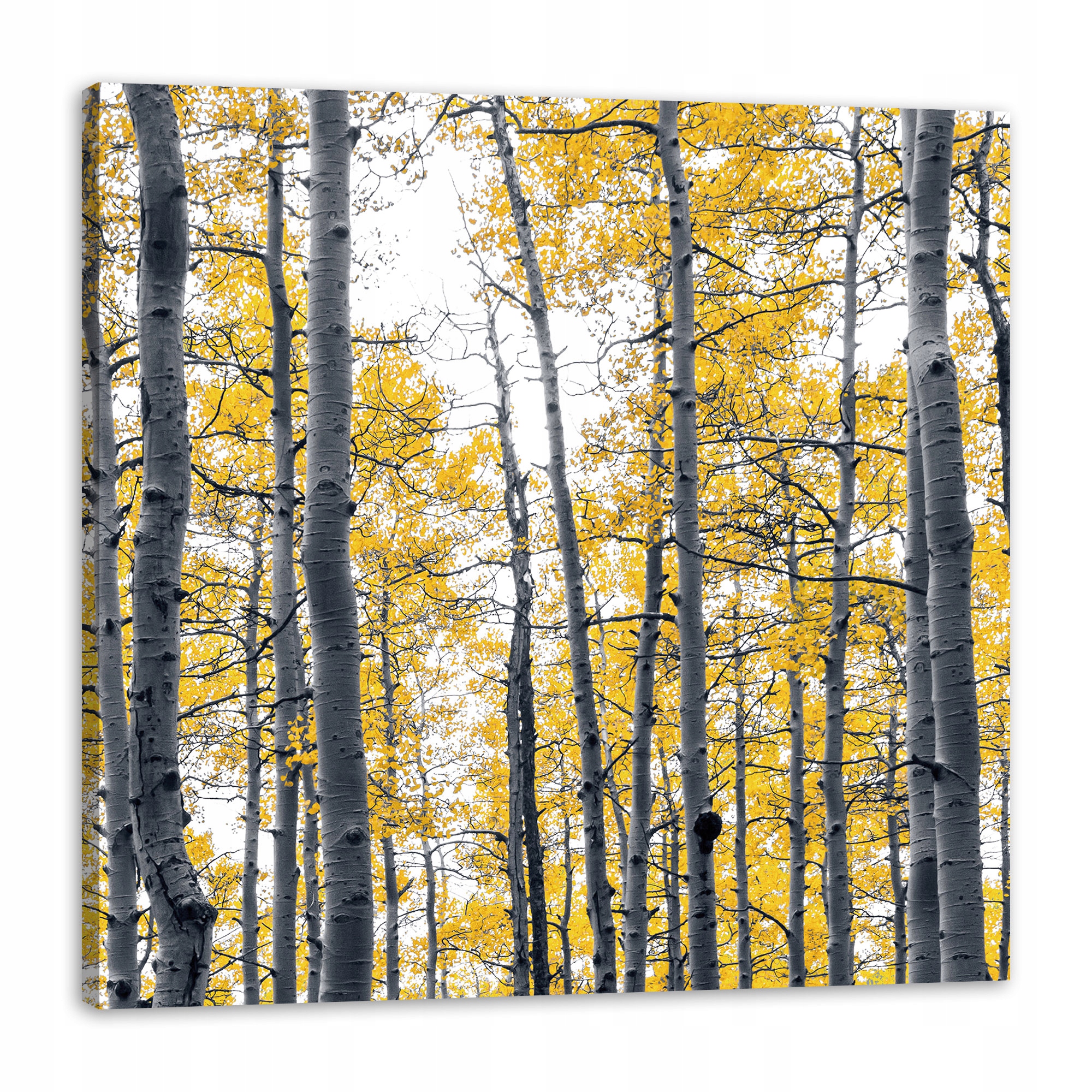 Obraz na plátně Břízy Žluté Listy Příroda Jaro 80x80 cm