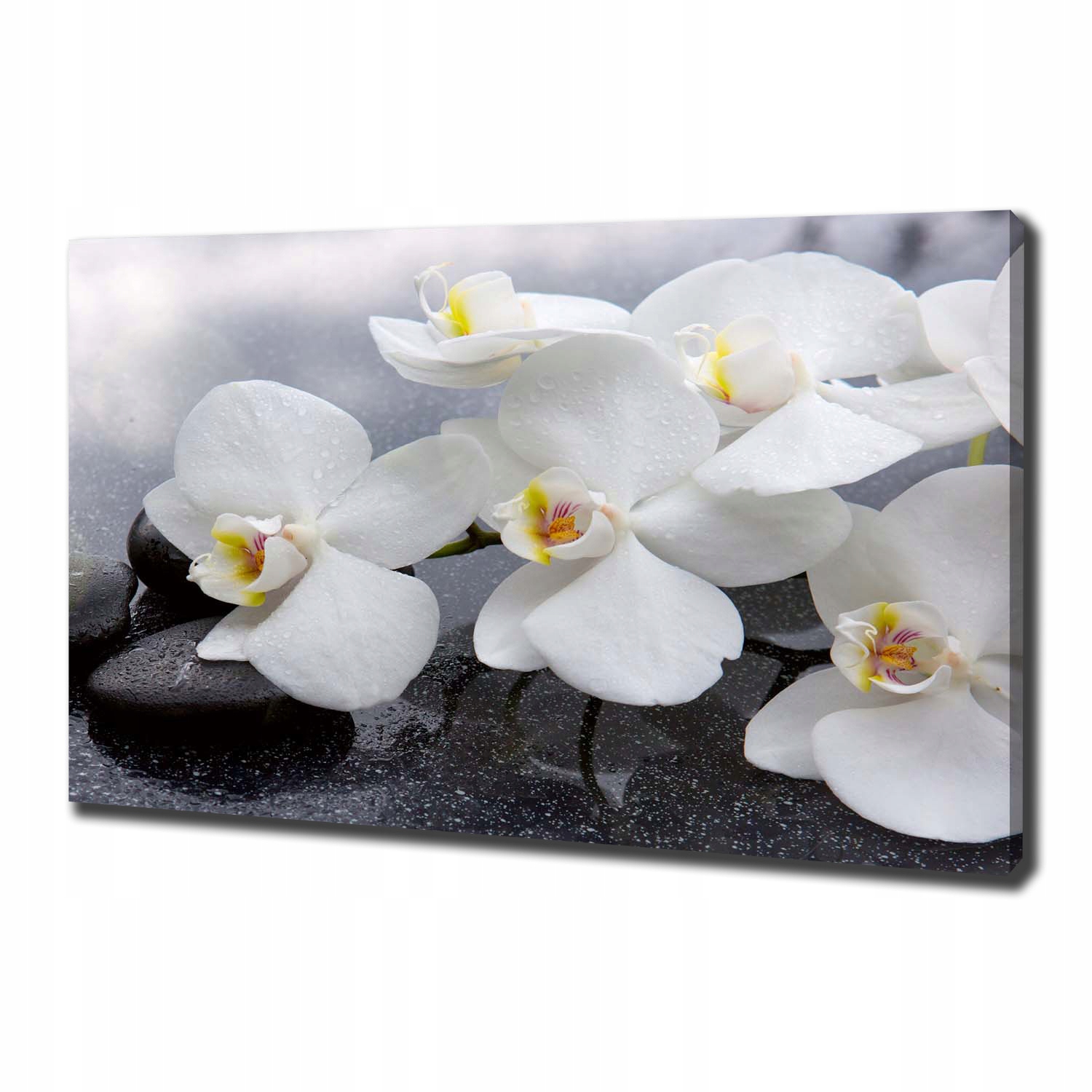 

Foto obraz canvas na ścianę Orchidea 100x70 cm