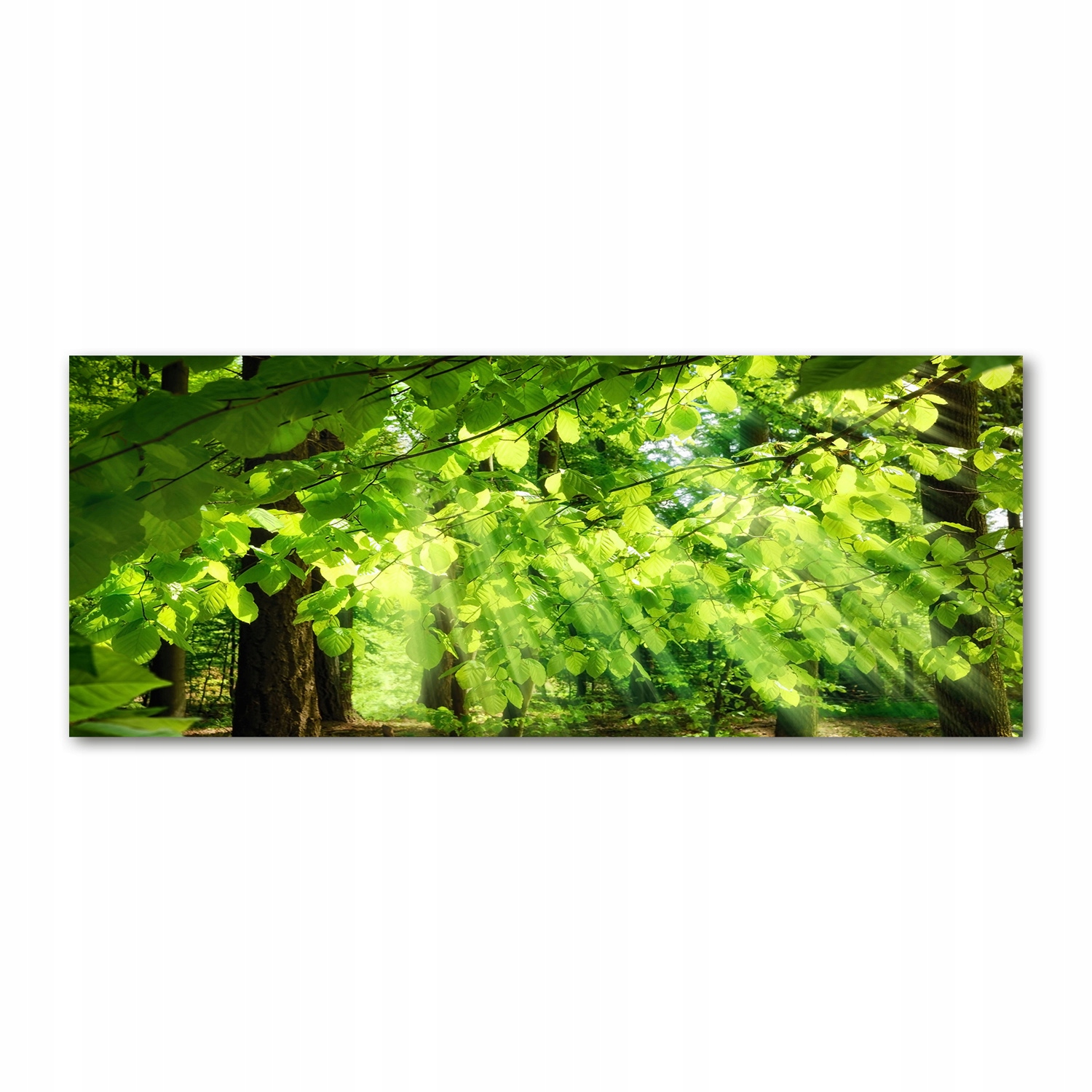 

Foto obraz na szkle akrylowym Liście buku 125x50cm