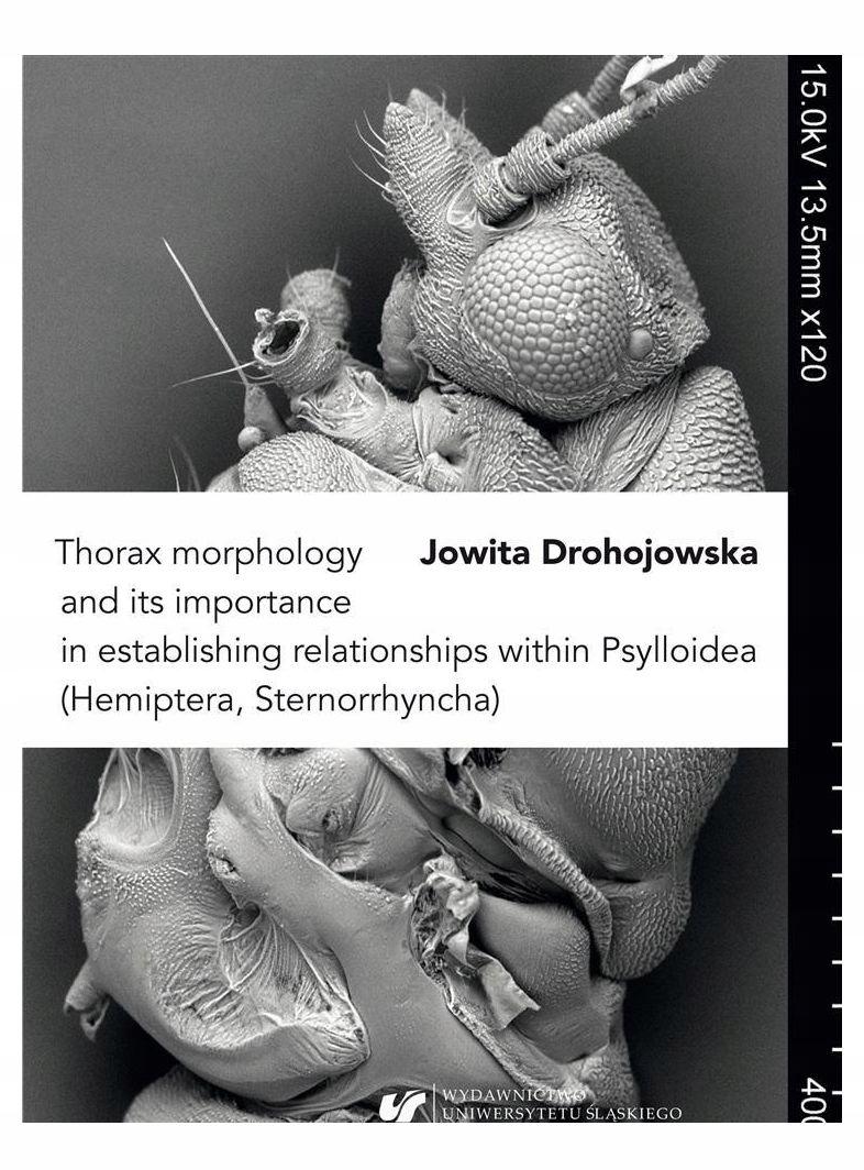 THORAX MORPHOLOGY AND ITS IMPORTANCE IN ESTABLISHING RELATIONSHIPS WITHIN P