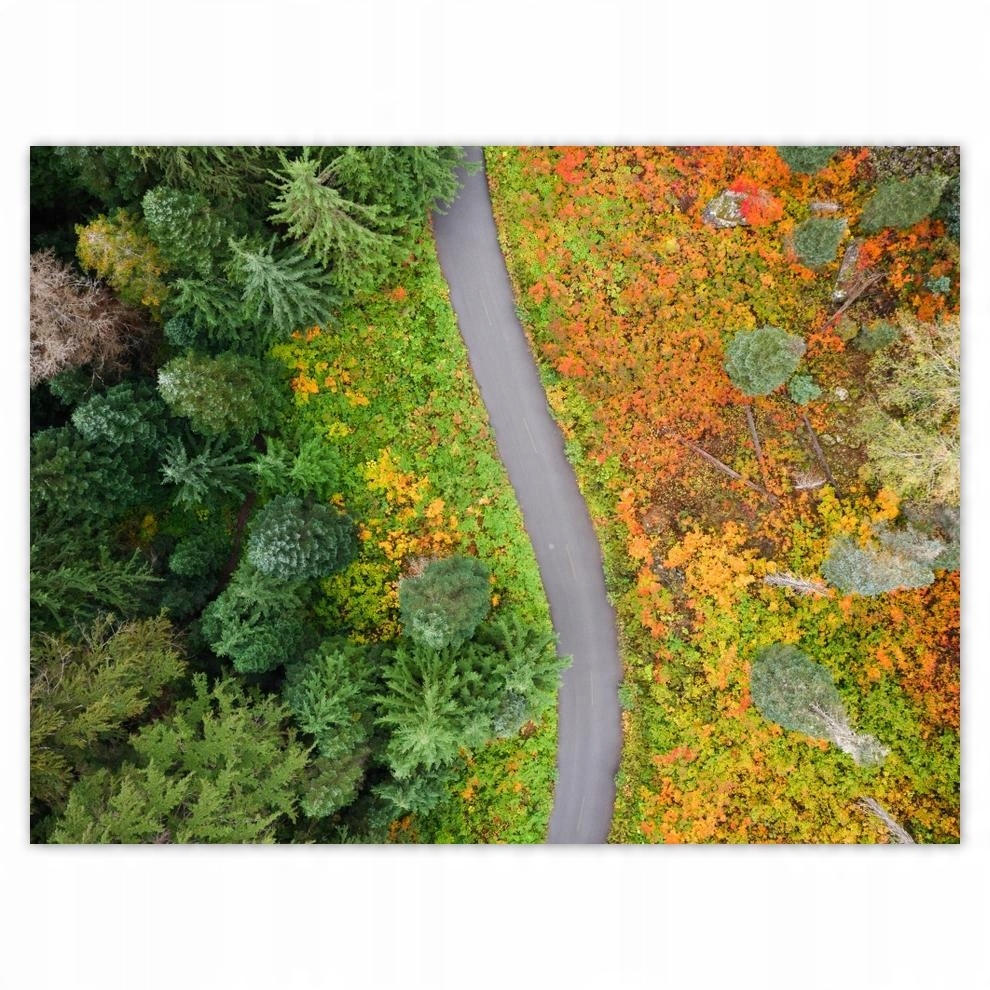 

Plakat 40x30 Droga Las Jesień