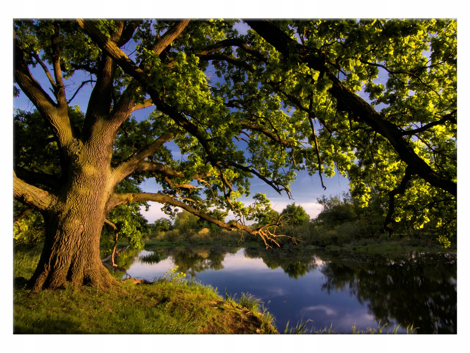 

Obraz Dąb staropolski 70x50 Europa na płótnie