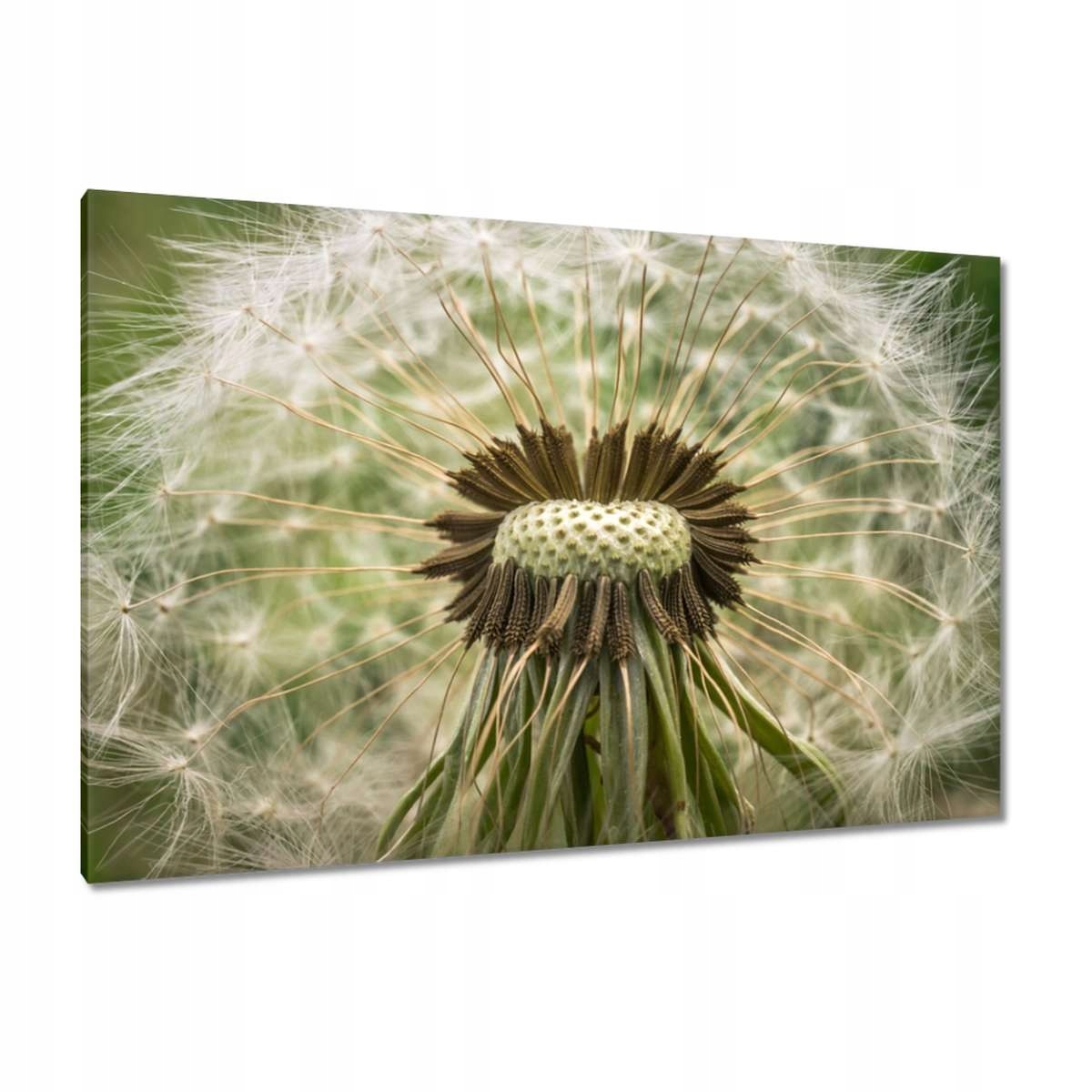 Obrazy 120x80 Pampeliška makro fotografie