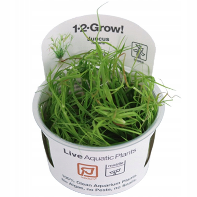 Juncus repens 1-2 Grow Tropica