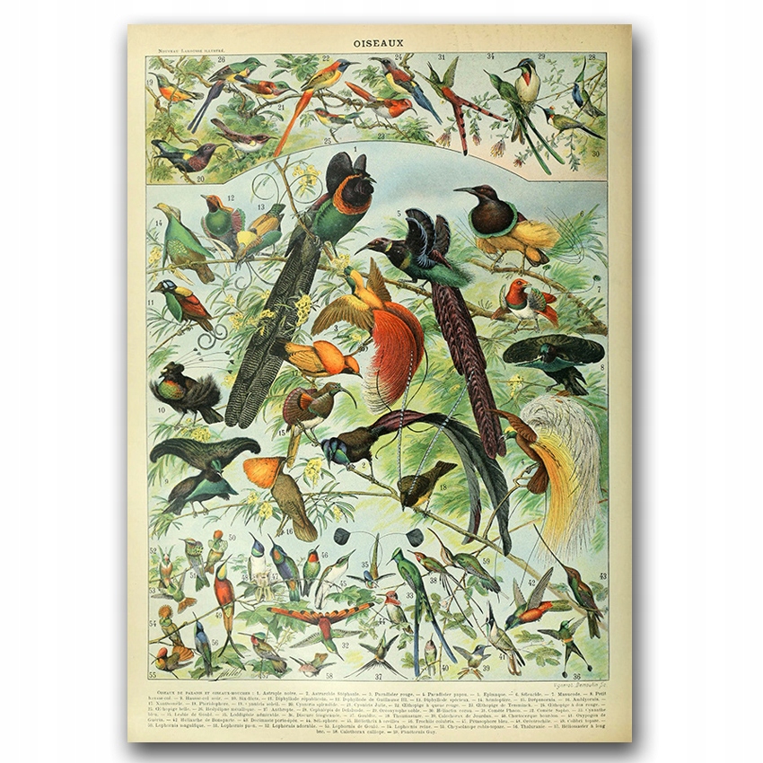 Plakat vintage Adolphe Millot Oiseaux Bird A4