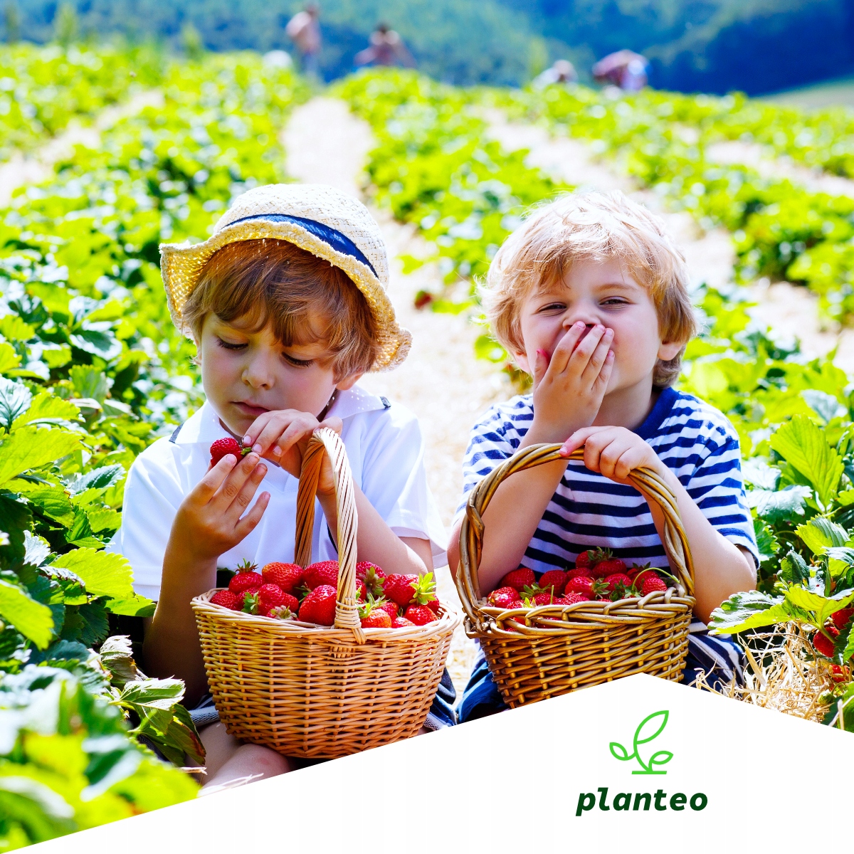 BIO NAWÓZ NATURALNY PŁYN SMACZNE OWOCE POD DRZEWKA OWOCOWE PLANTEO 5L Rodzaj nawozu organiczny, naturalny