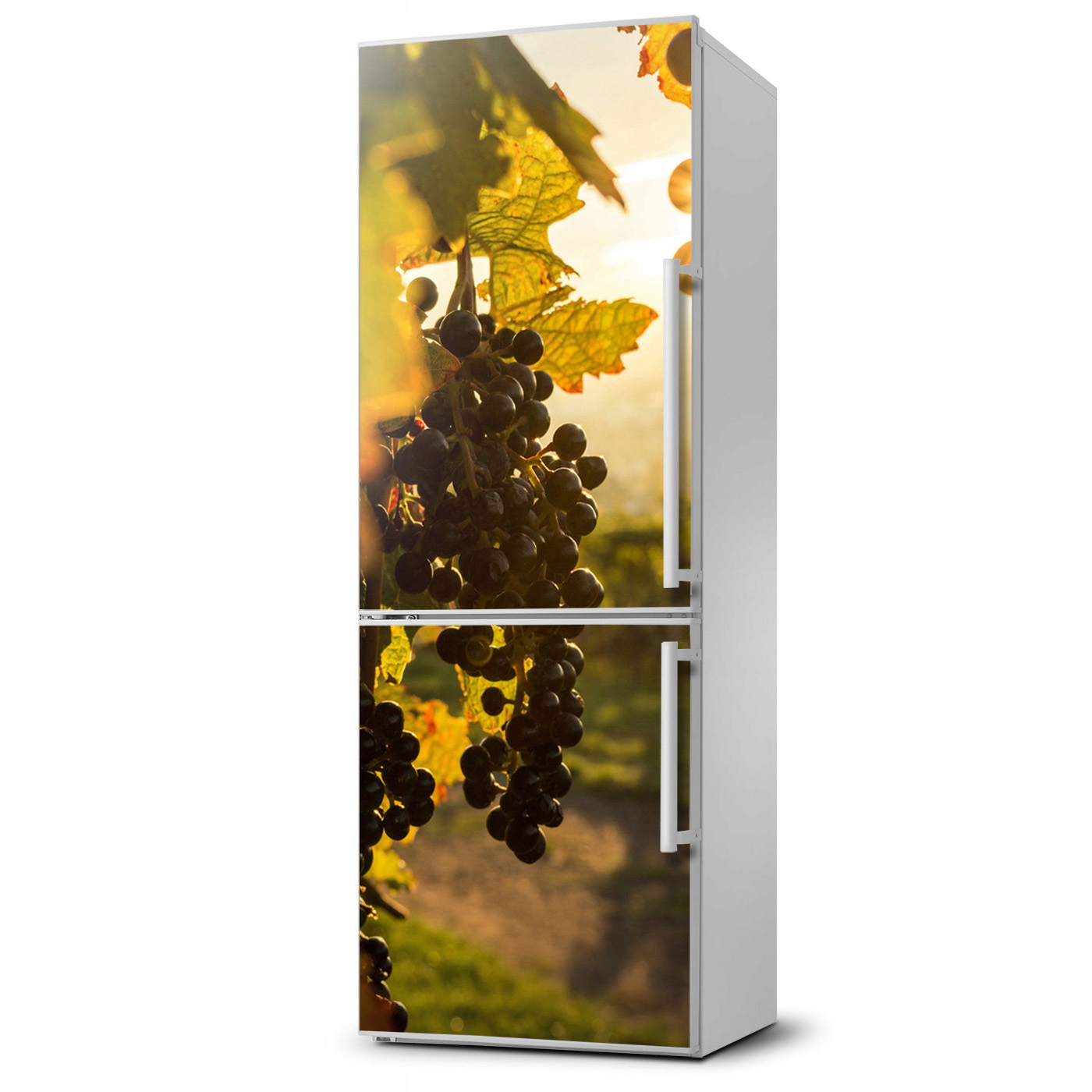 

Naklejka Magnetyczna na lodówkę Krajobrazy Winnica