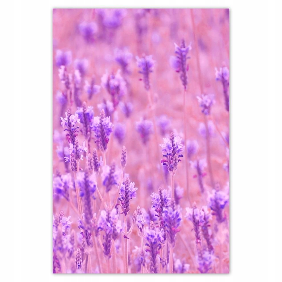 

Plakat 62x93 Morze lawendy