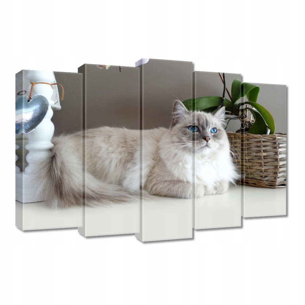 

Obrazy 70x50 Kot rasy Ragdoll