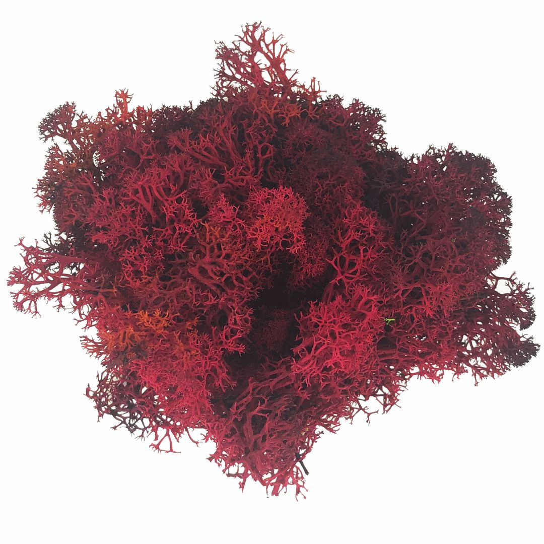 Mech Chrobotek 1kg - czerwony