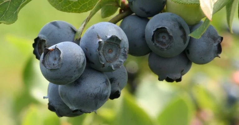 STYMULATOR WZROSTU ASAHI SL 0.5L ZWIĘKSZA PLON POPRAWIA ODPORNOŚĆ ROŚLIN Zastosowanie regeneracja inne