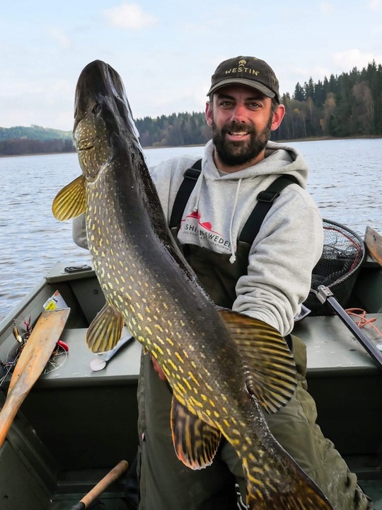 NA SANDACZA ! GUMA Westin Shad Teez [12cm] 15g # 1szt. Model Westin # Shad Teez - na Szczupaka!