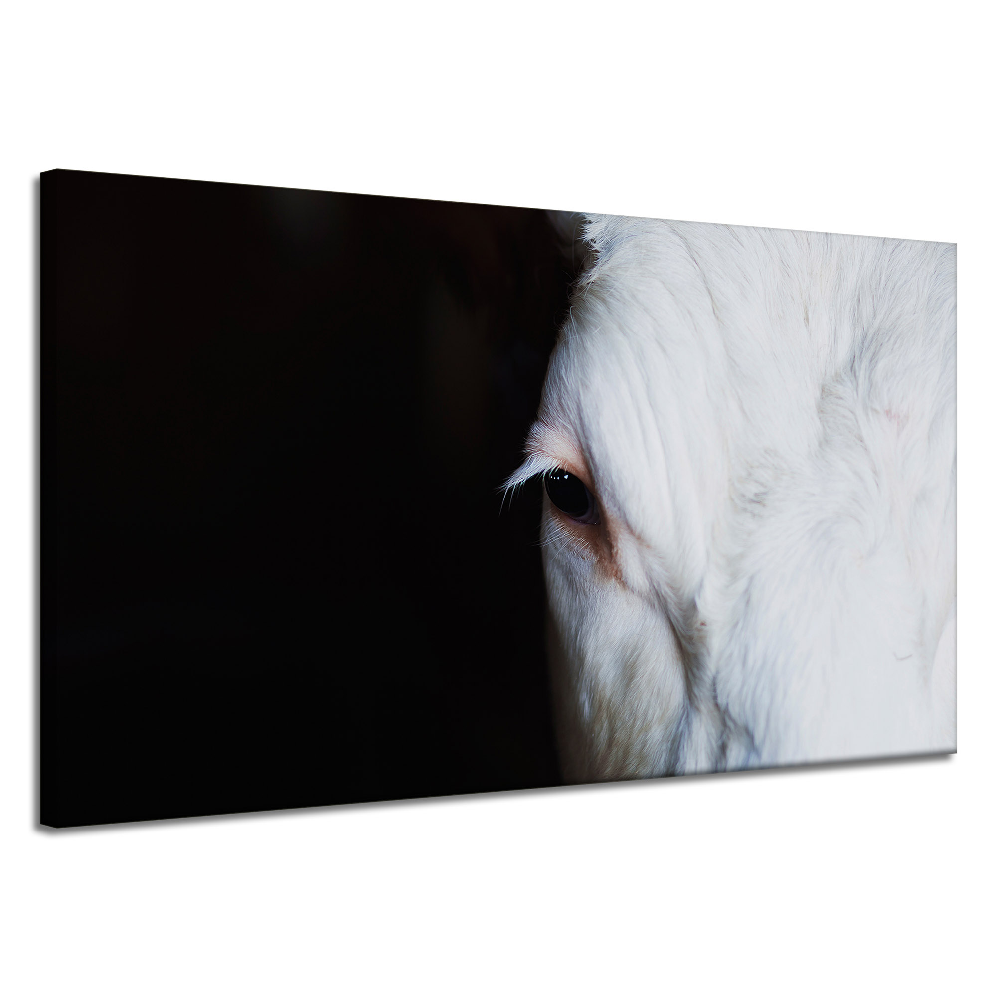 Obraz Canvas Zvířata Oko koně Bílý kůň 120x70