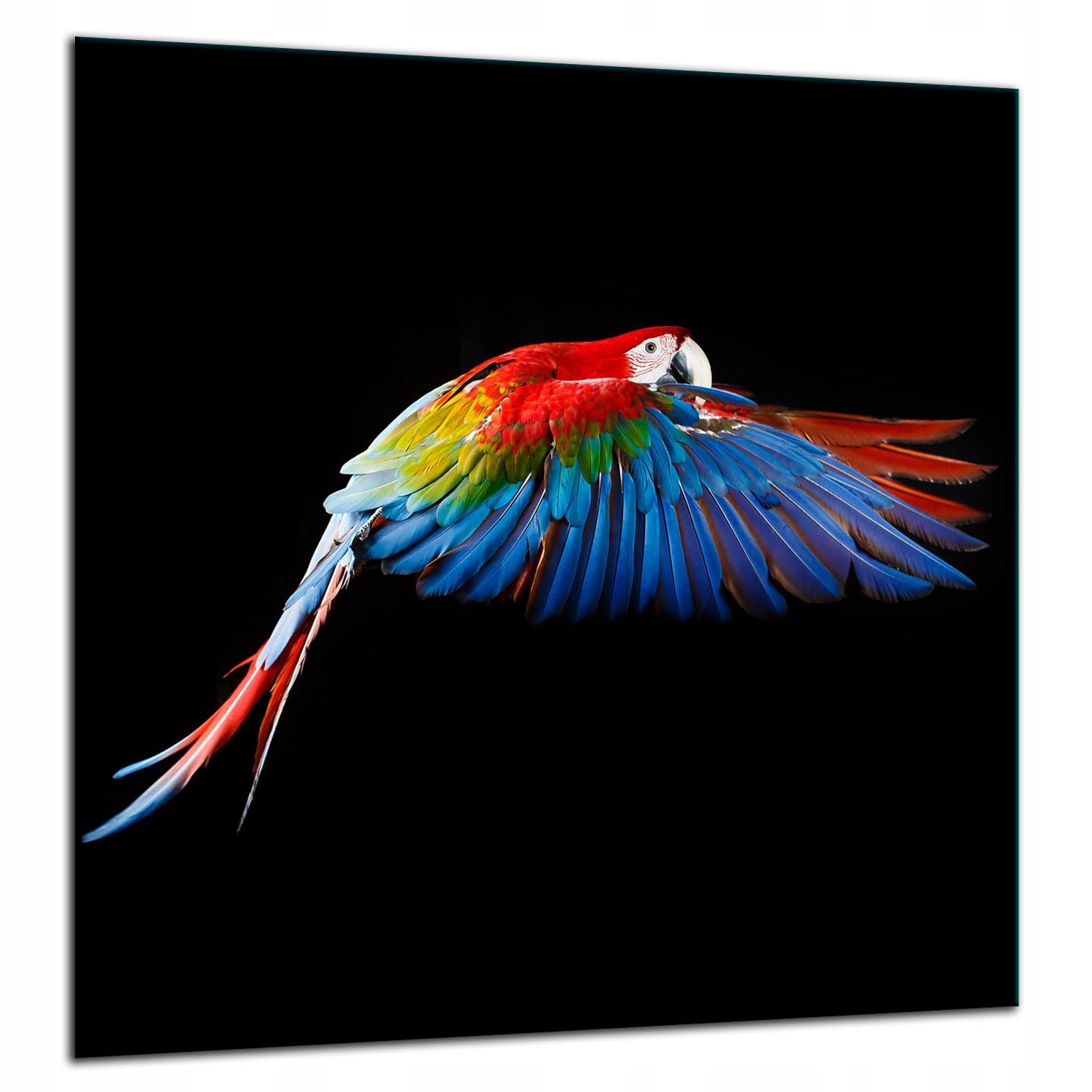 7v1 Skleněná Ochranná Deska Panel Lepidlo 60x65 Papoušek