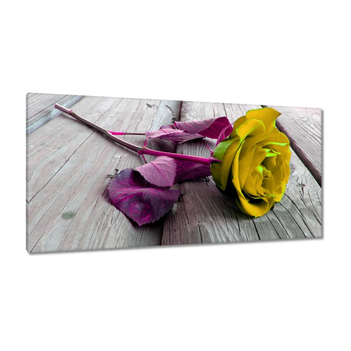 Obrazy 115x55 Freeky rose