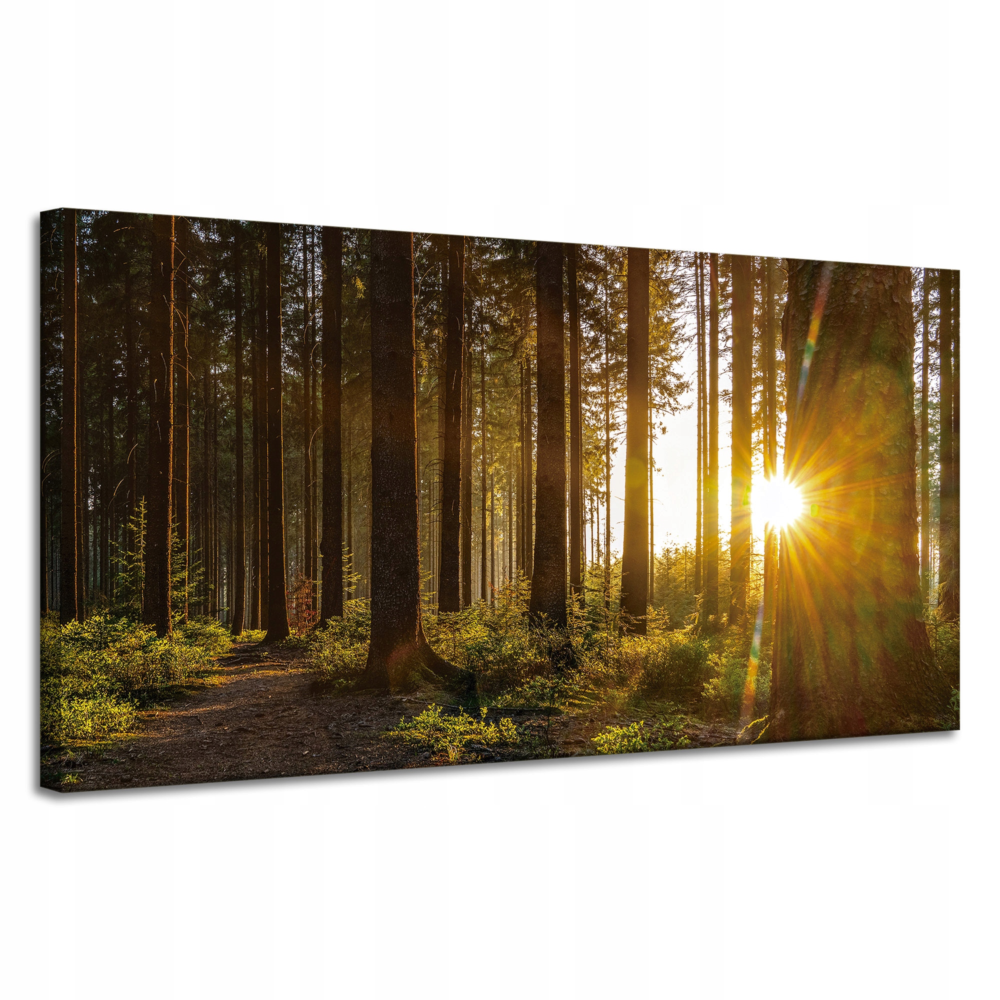 Obraz na plátně Západ slunce Les Stromy Příroda 120x60 cm
