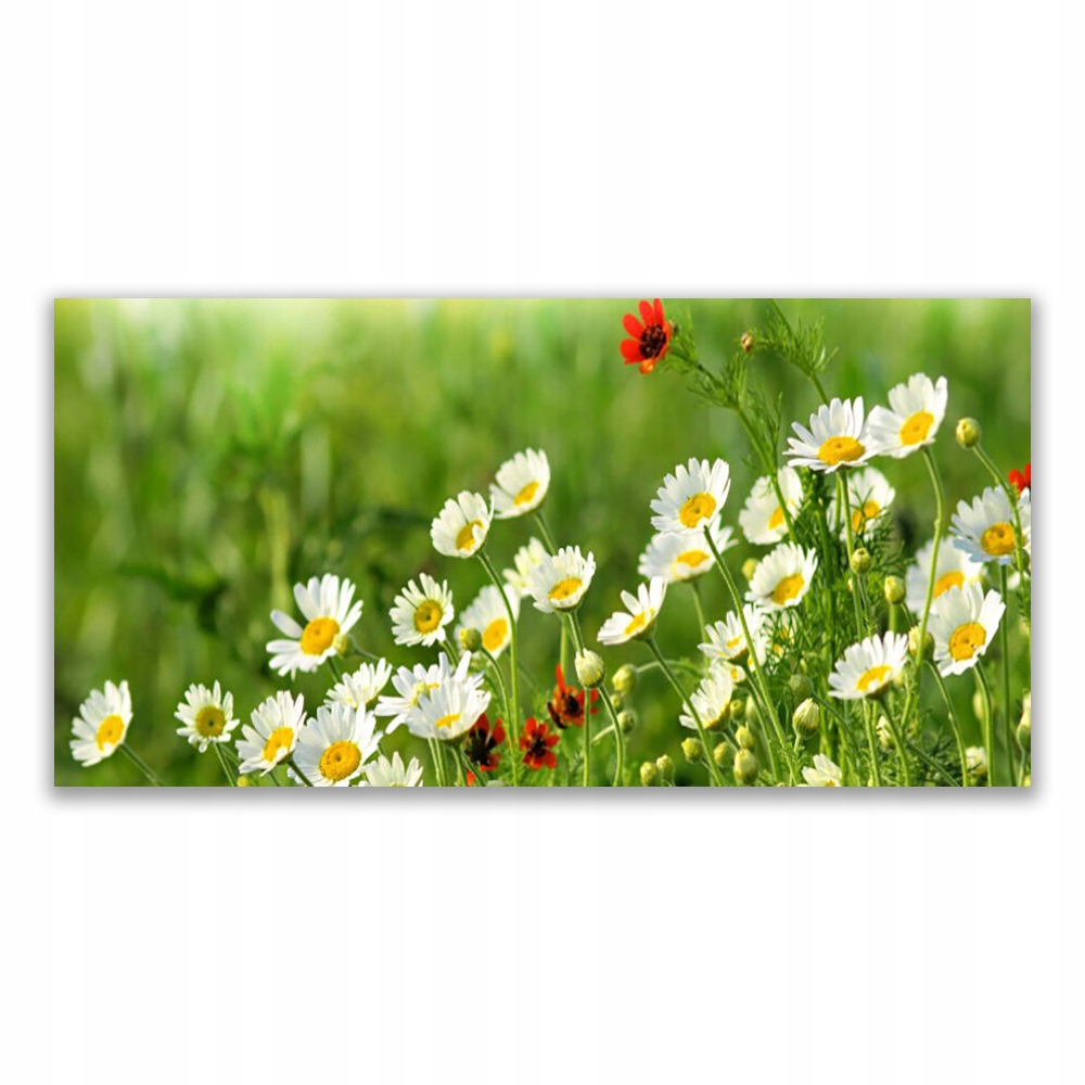 Závesný fotoobraz 120x60 Stokrotka Rastlina Príroda
