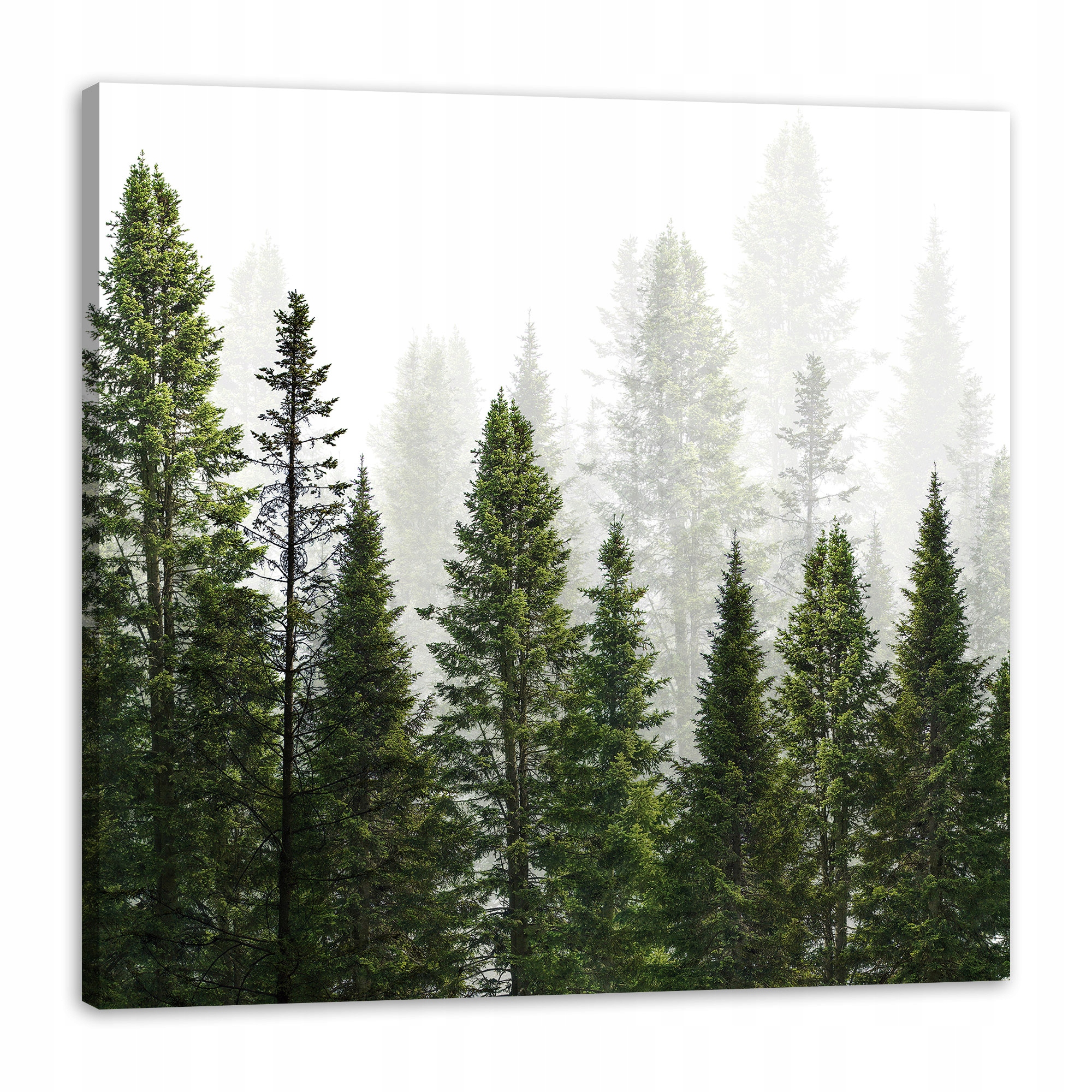 Obraz na plátně Dešťový les Příroda Stromy 90x90 cm