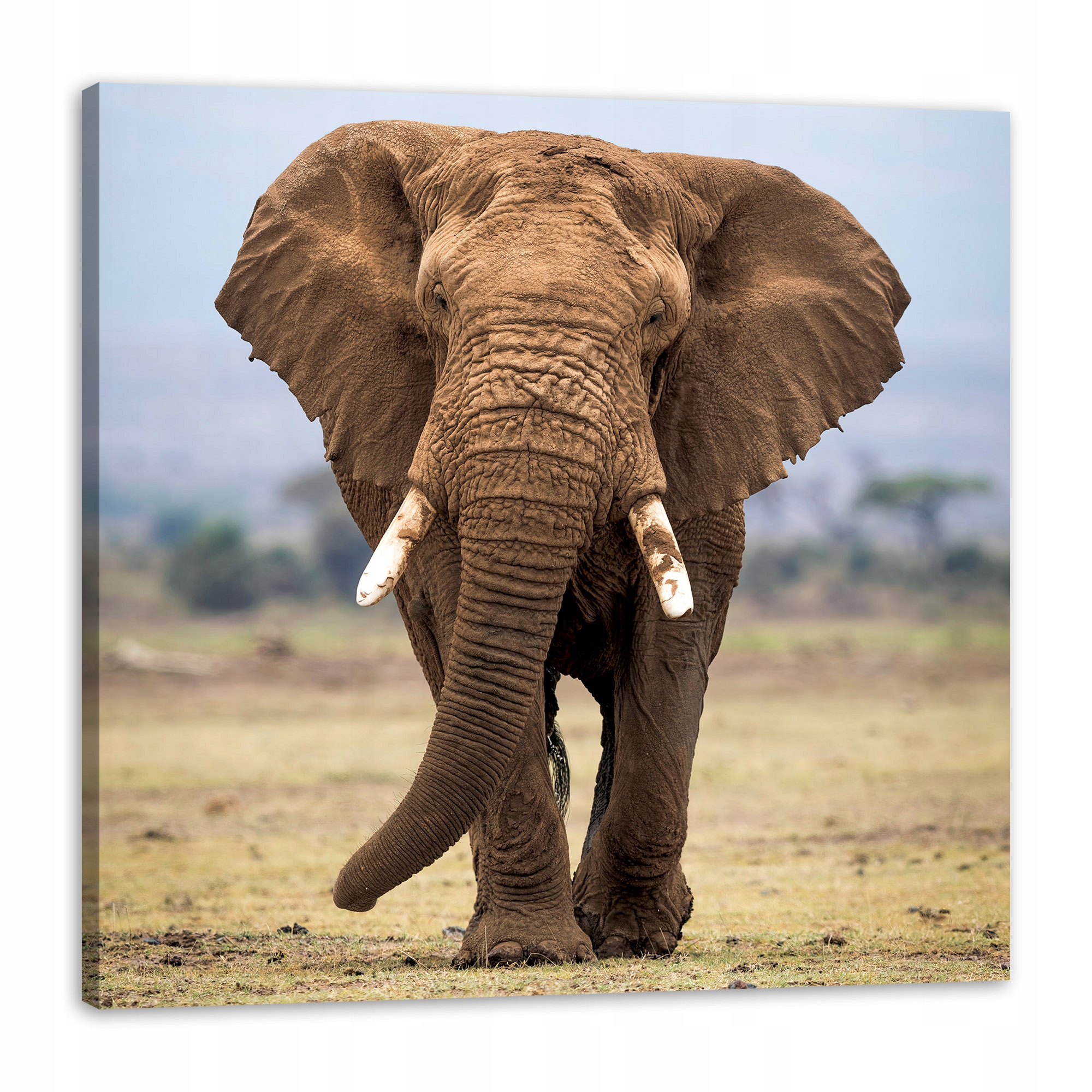 Obraz na plátně Slon Afrika Umění Příroda 80x80 cm Ideální jako dárek