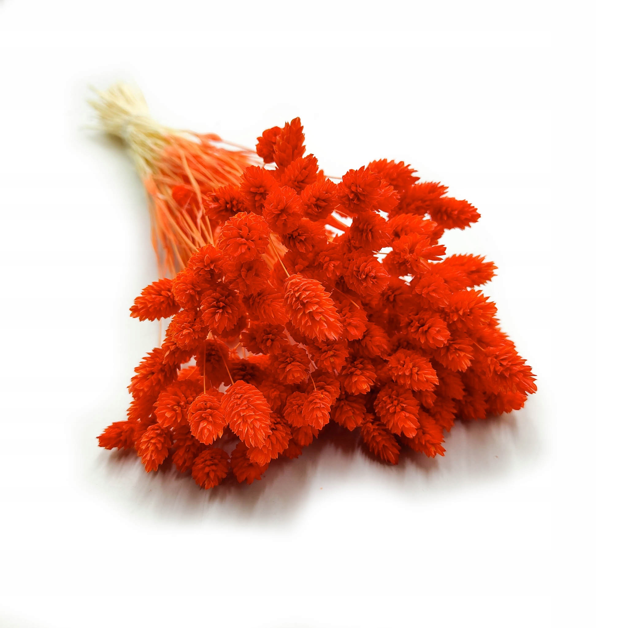 Phalaris Pomarańczowy Mozga kanaryjska, kanar boho