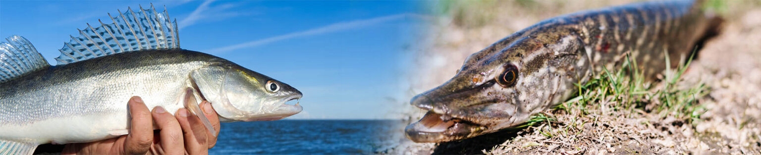 SpinBass Zestaw Czeburaszek 1,5g-10g / 60 szt. Rodzaj czeburaszka