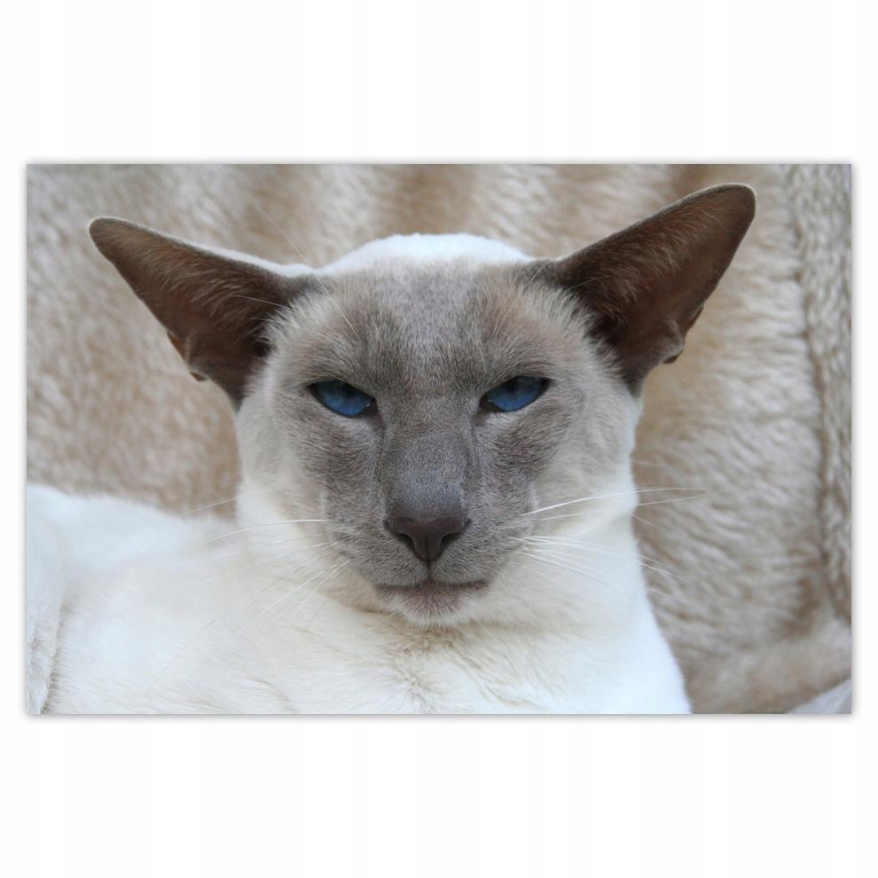 

Plakat 93x62 Kot Kotek Kotki Koty