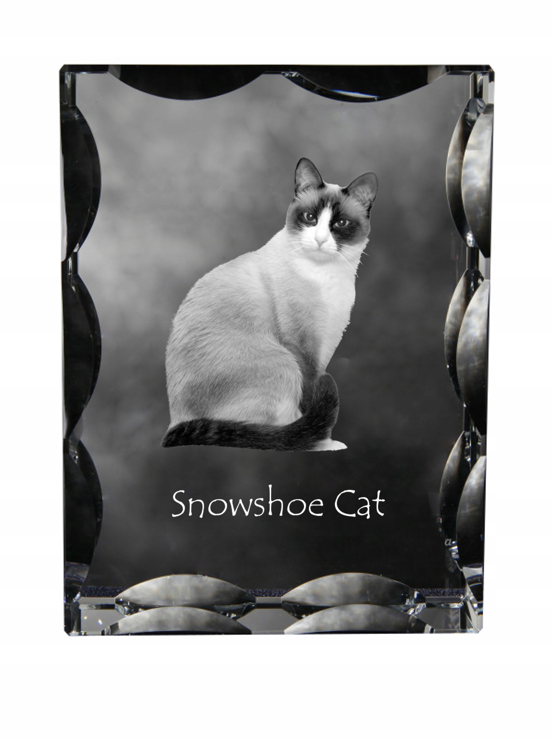 Mačka Snowshoe foto v ozdobnom kryštáli, suvenír, dekorácia domu