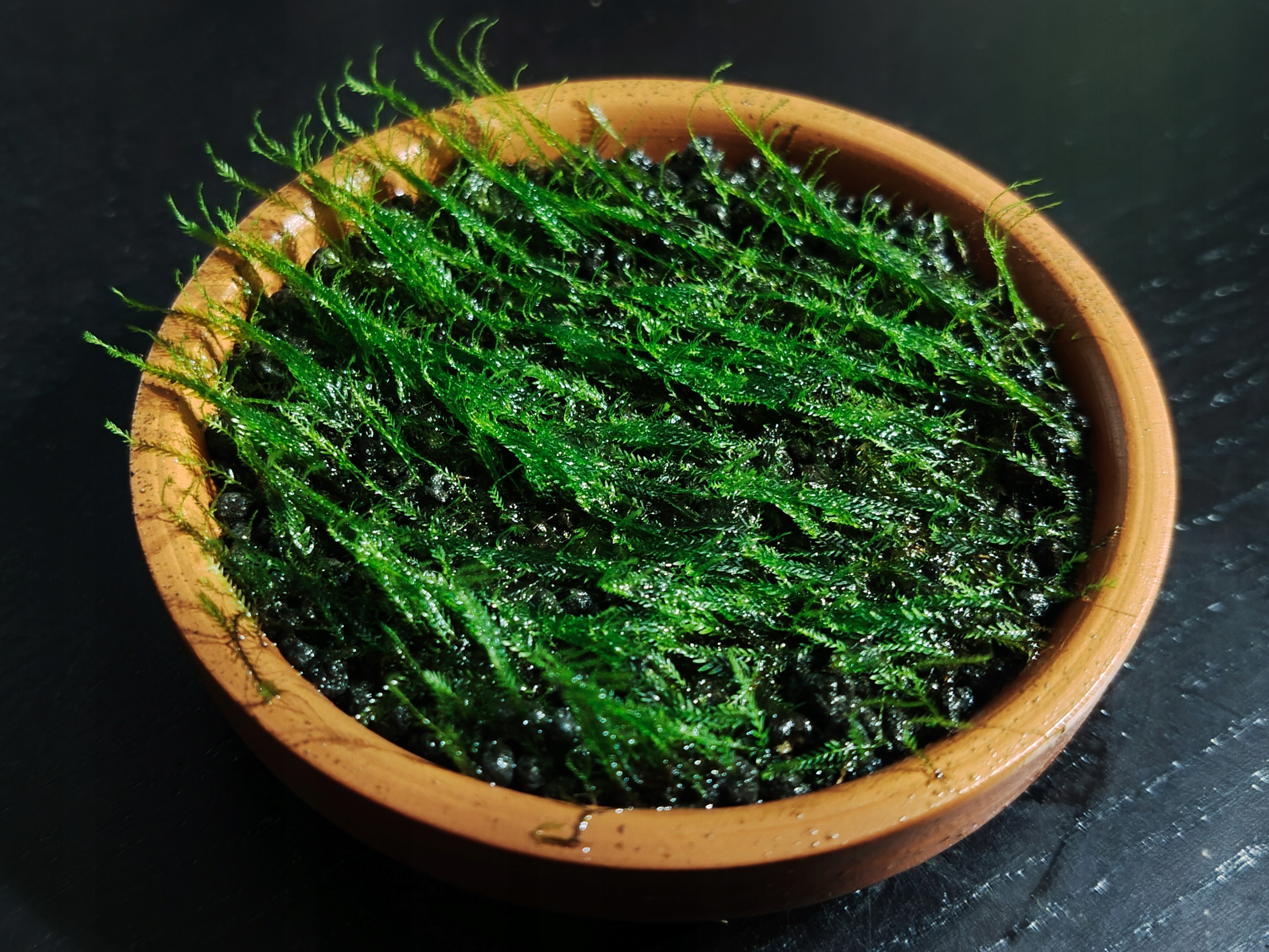 Fissidens Splachnobryoides - forma emersyjna 21