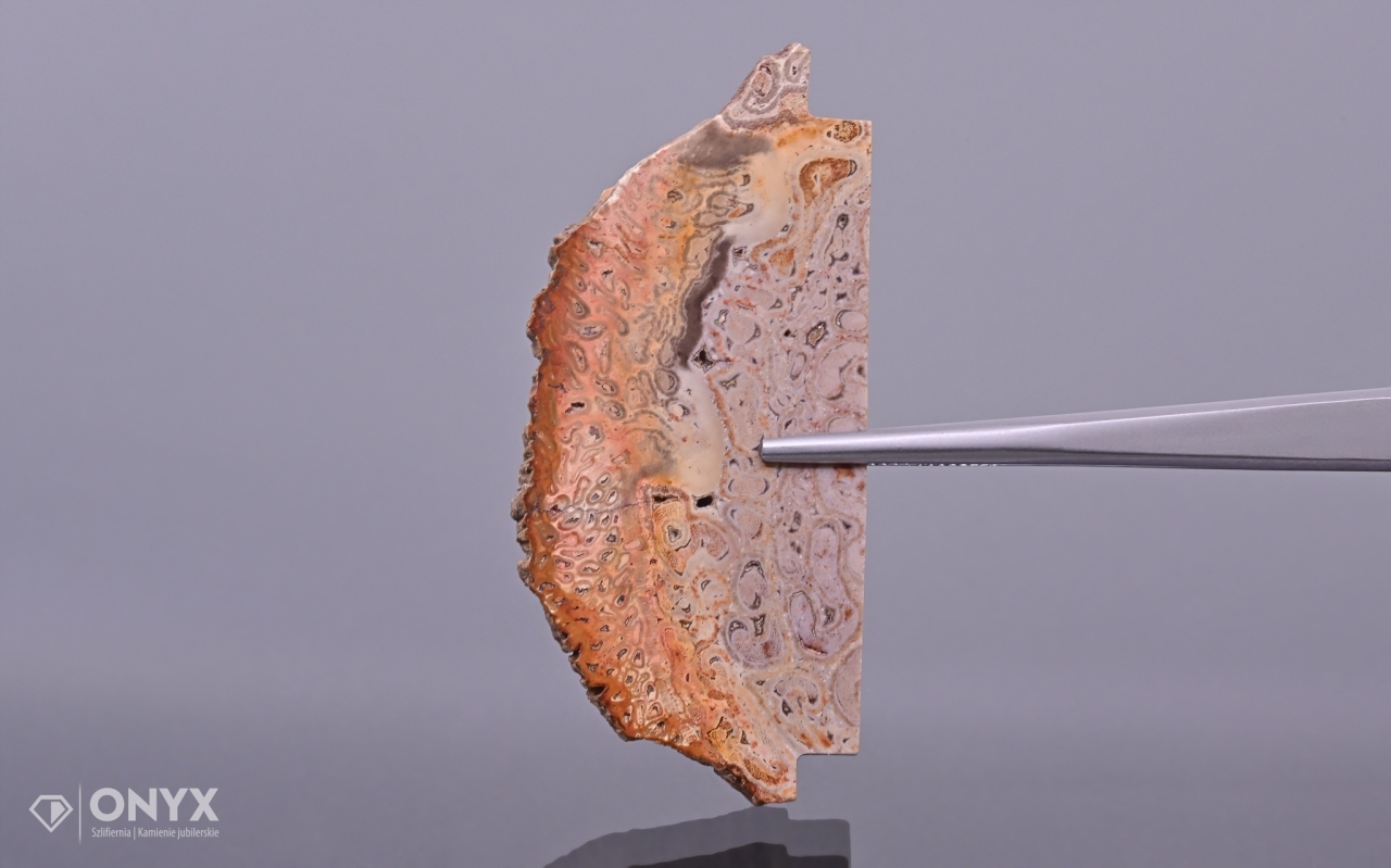 Zkamenělá dlaň nepravidelná 59,5x27 mm