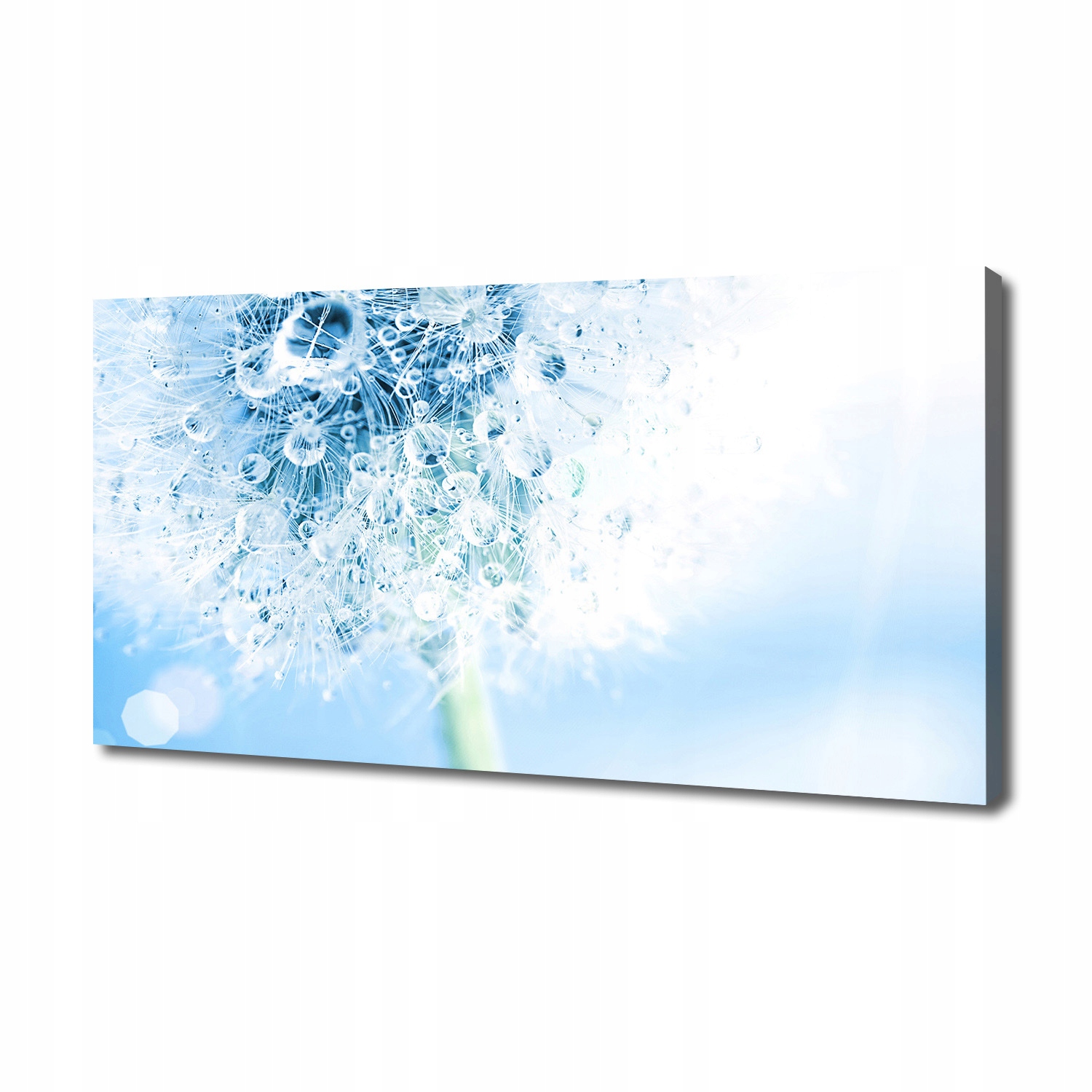 

Foto obraz canvas na ścianę Dmuchawiec 140x70 cm
