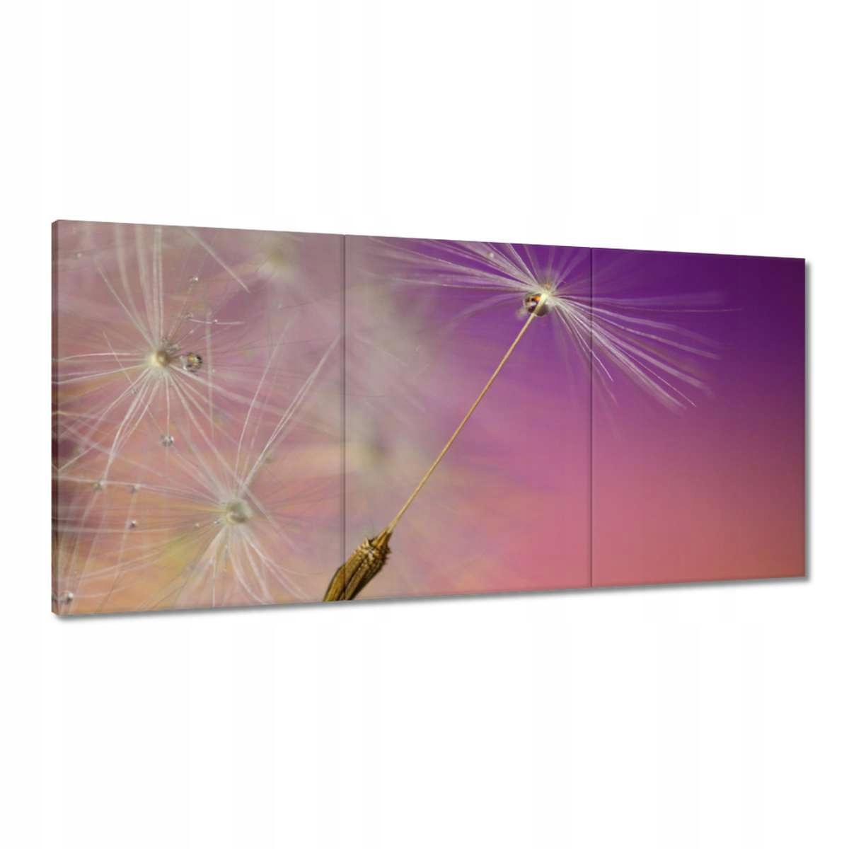 Obrazy 180x90 Púpava Kvet Kvety