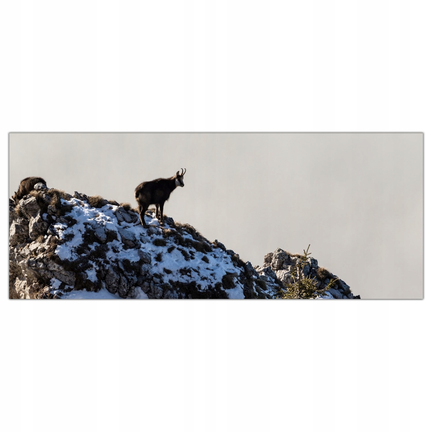 

Obraz Szklany Foto-obraz Koza Góry Natura 125x50