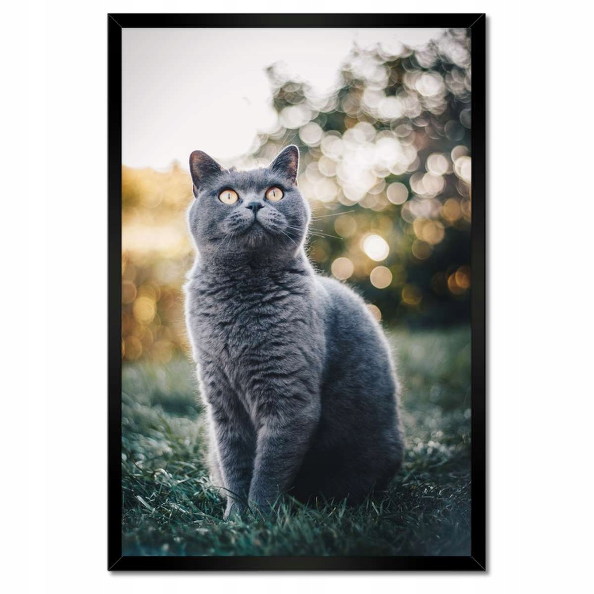 Plakáty v rámu 40x60 Svádějící kočka kotě