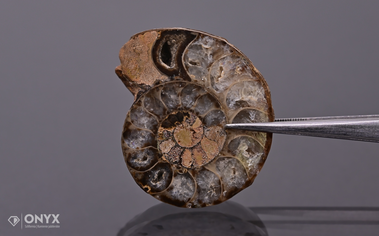 Amonit z Madagaskaru nepravidelný 36x32 mm