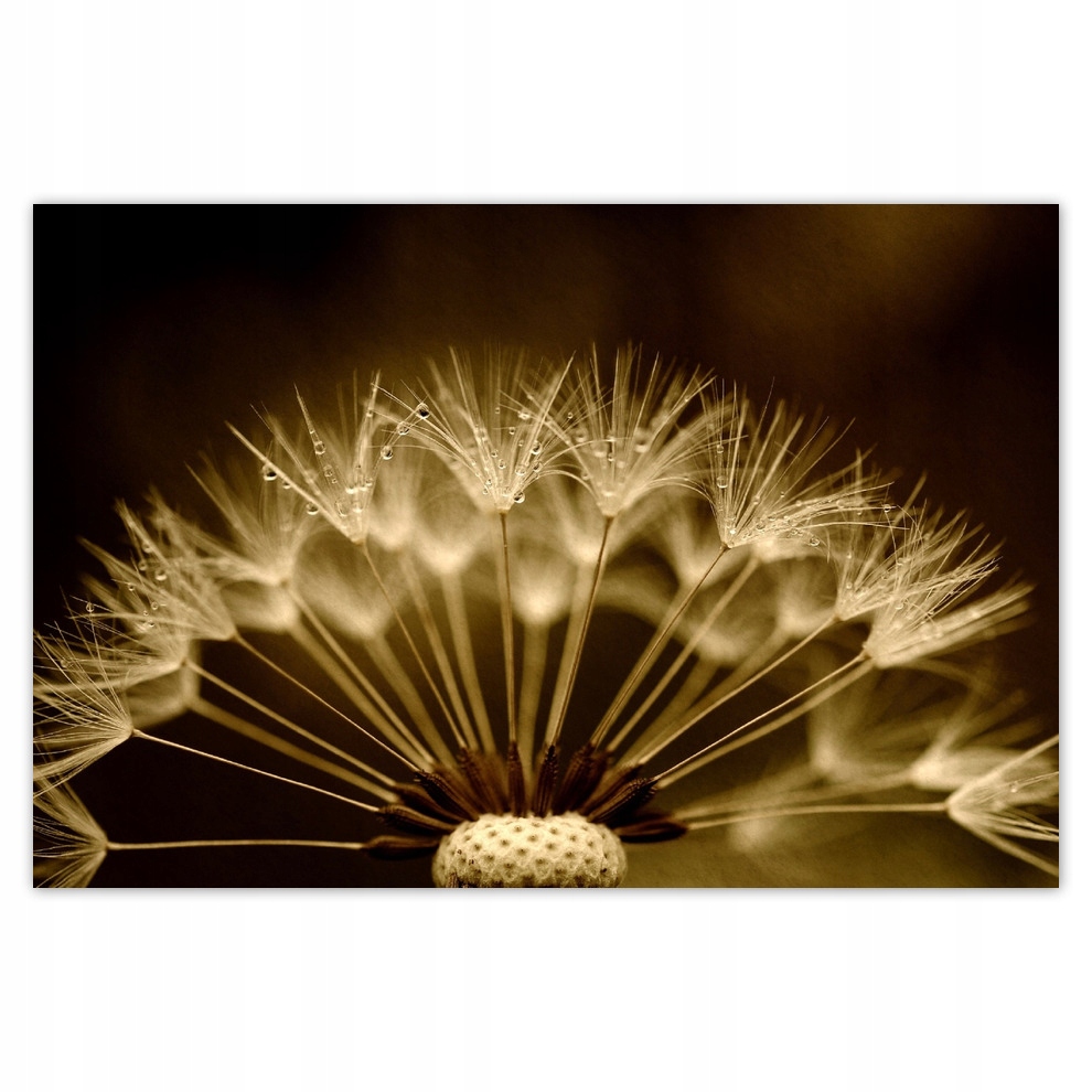 

Plakaty 93x62 Dmuchawiec Kwiat Kwiatki