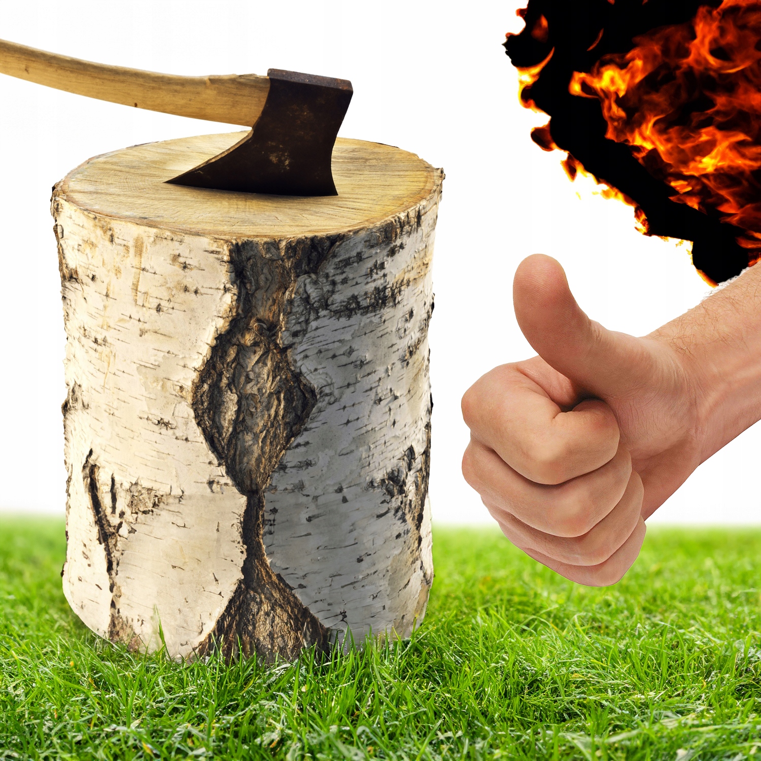 Pień Brzozy Twardy 50cm x21cm Klocek Pniak Do Rąbania Łupania Drewna Brzoza