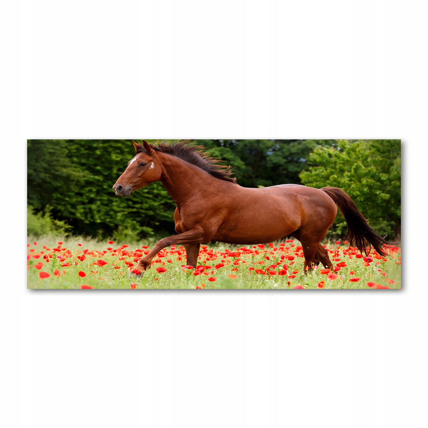 

Foto obraz szkło akryl Koń na polu maków 125x50 cm