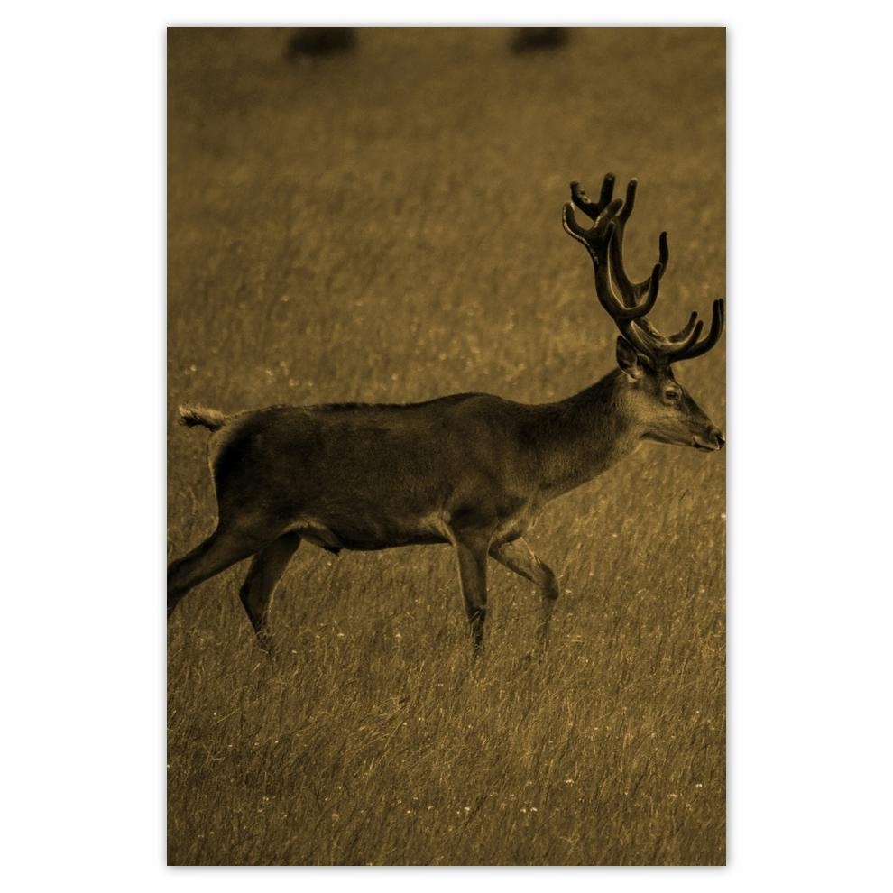 

Plakat 62x93 Jeleń