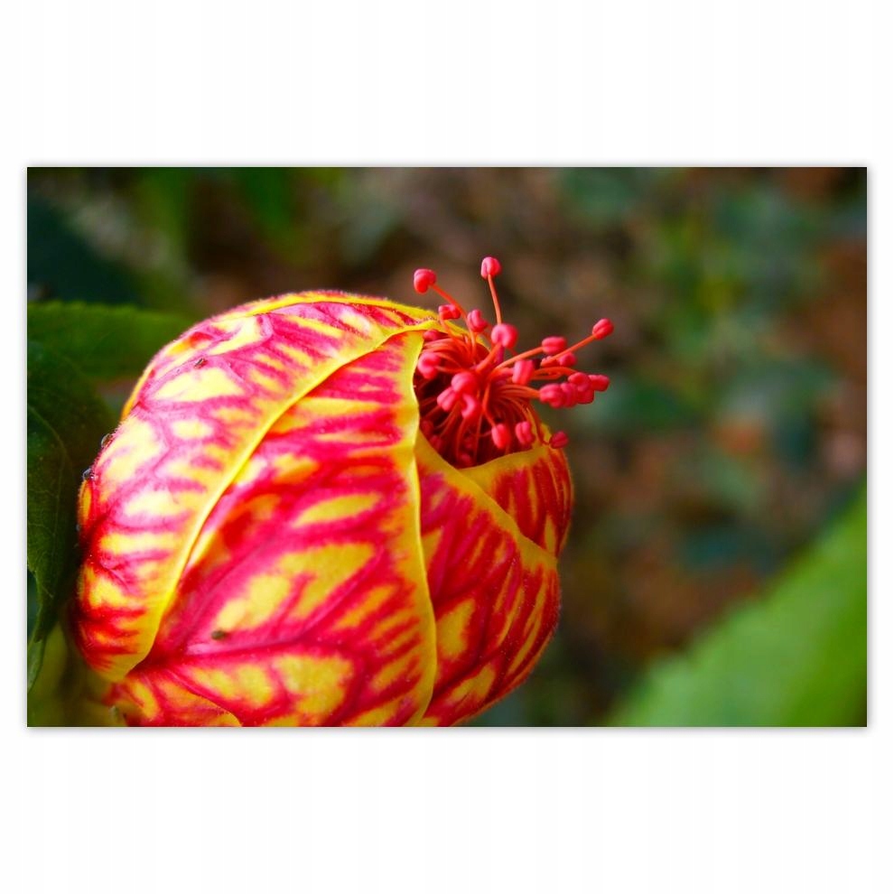 

Plakat 93x62 Dzień Kobiet Prezent Love