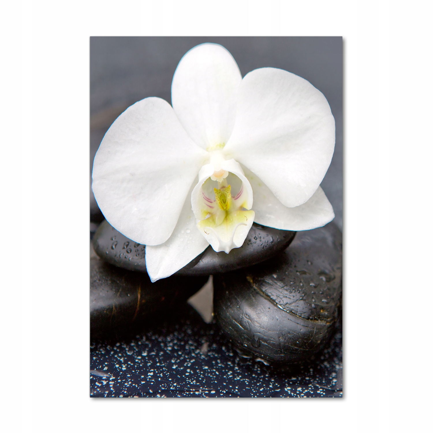 

Foto obraz akrylowy Orchidea i kamienie 70x100cm