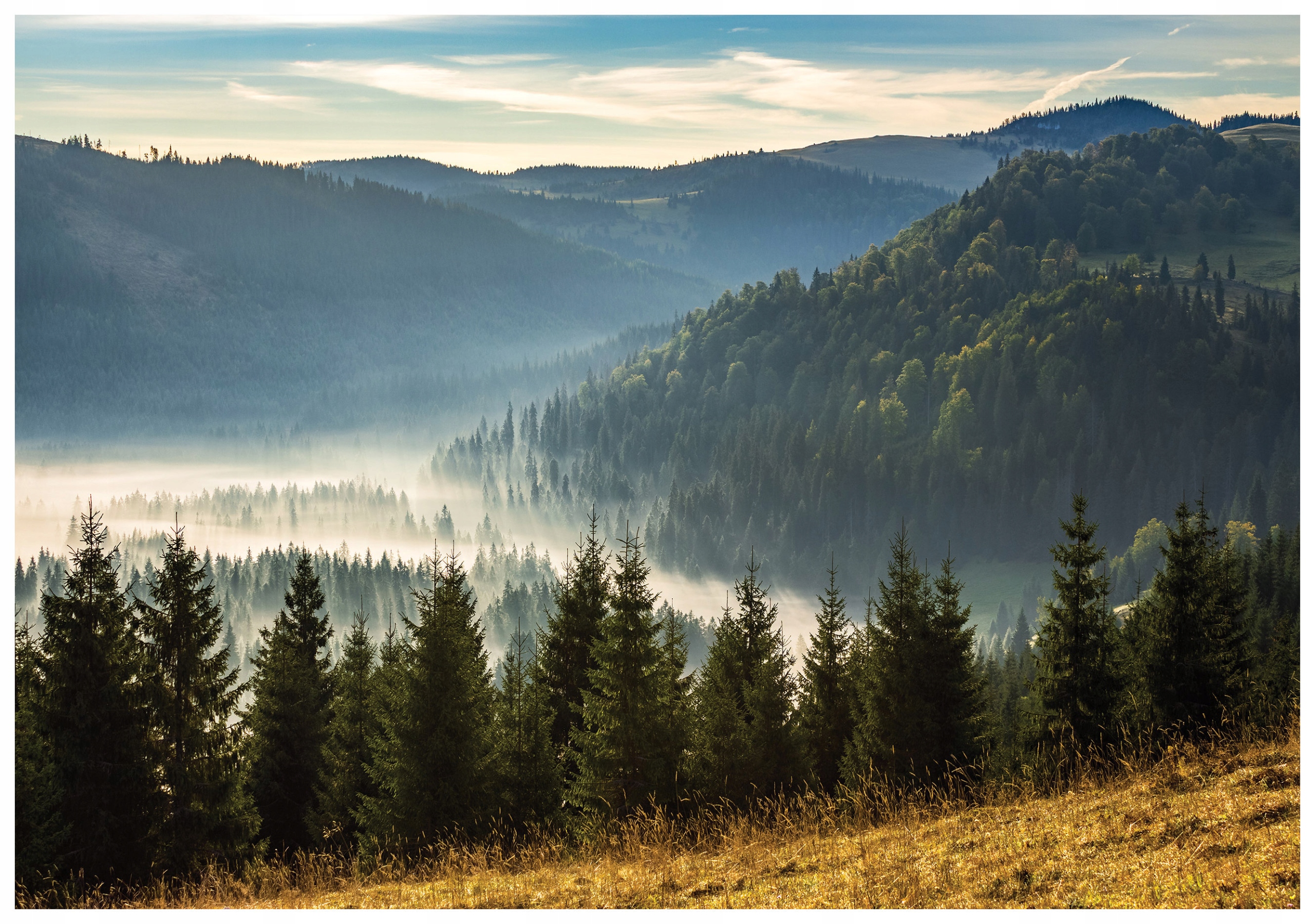 Vliesová fototapeta Ranní les v mlze Hory Borovice 416x290 lepidlo