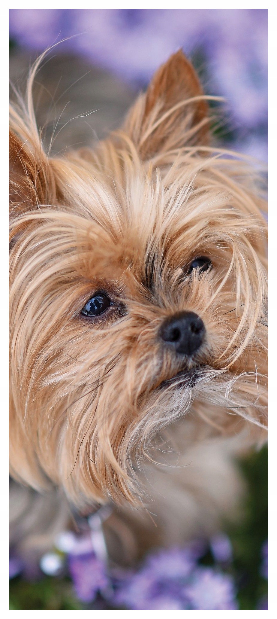 Samolepka Fototapeta York a Biewer v květinách Portrét psa Fialová 91x211