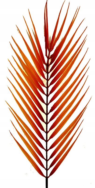 

Palma Gumowana, Liść Chico 68 cm Rudy