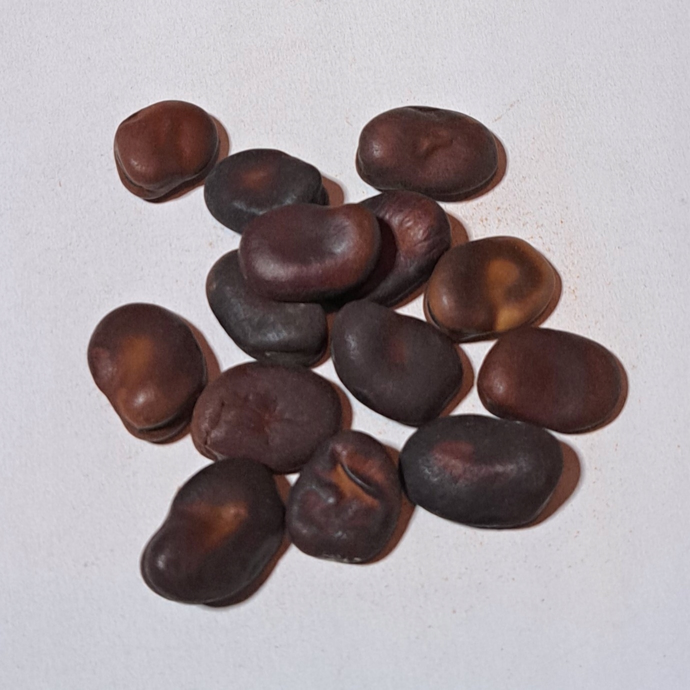 Bób Suszony 1 Kg Rafex