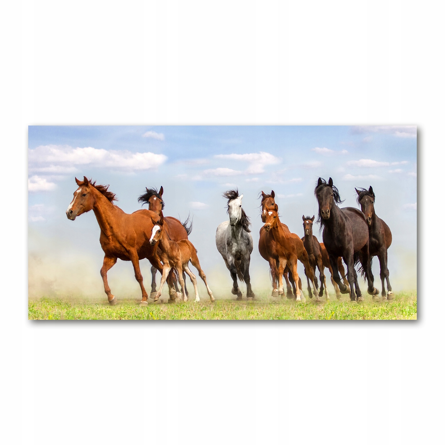 Foto obraz akryl foto Cválající koně 120x60 cm