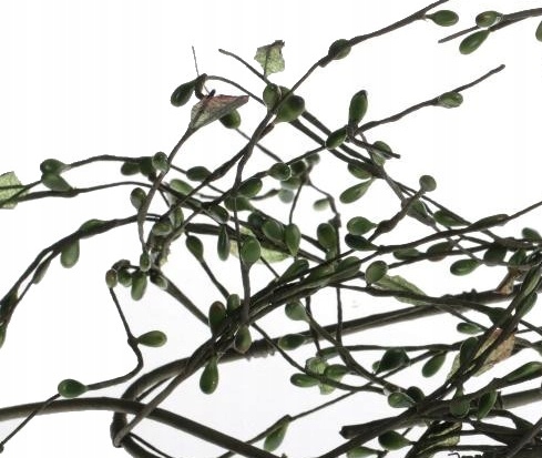 

Gałązka z zielonymi nasionkami Dopełnienie ozdób