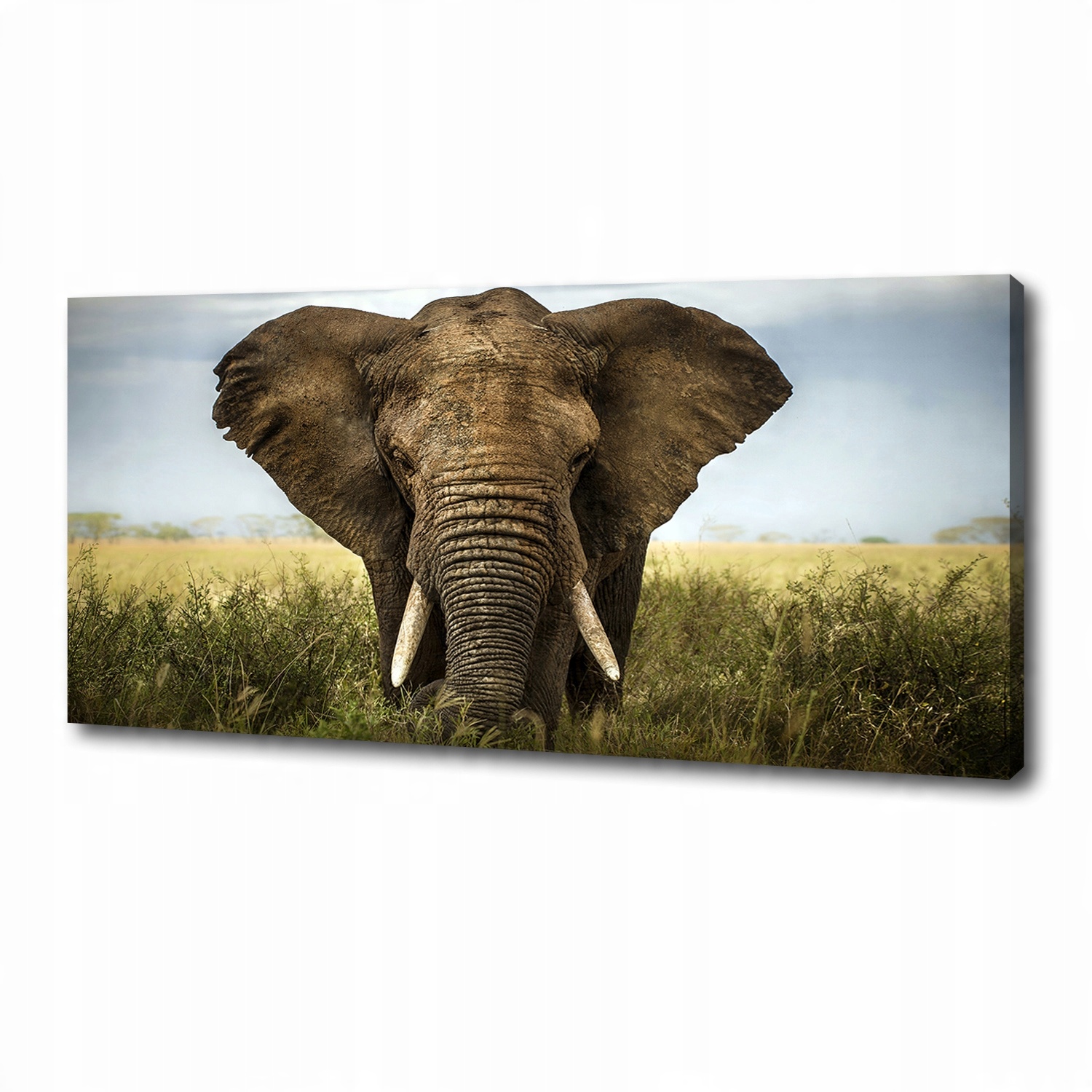 

Foto obraz na płótnie Słoń na sawannie 125x50 cm