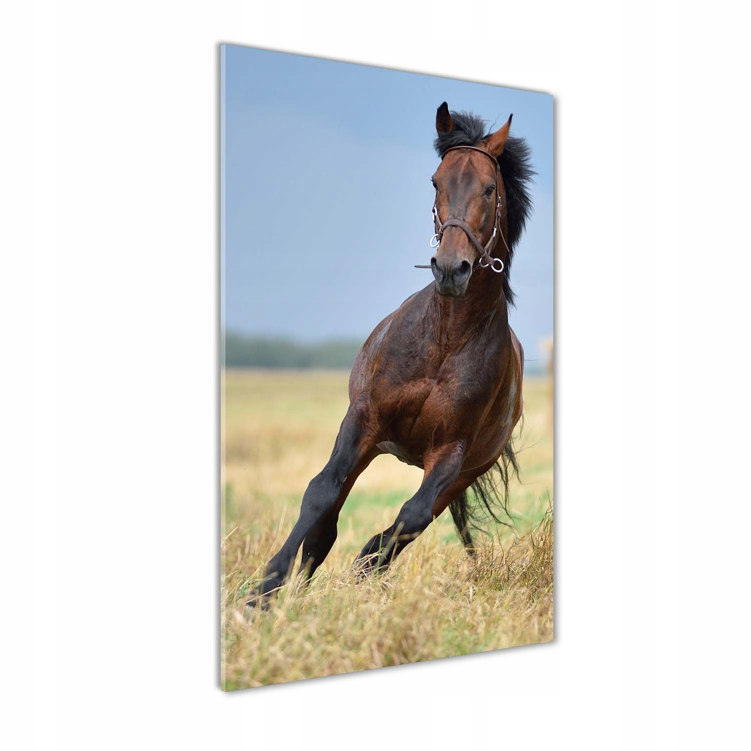 

Foto obraz szkło hartowane Koń na polu 50x100 cm
