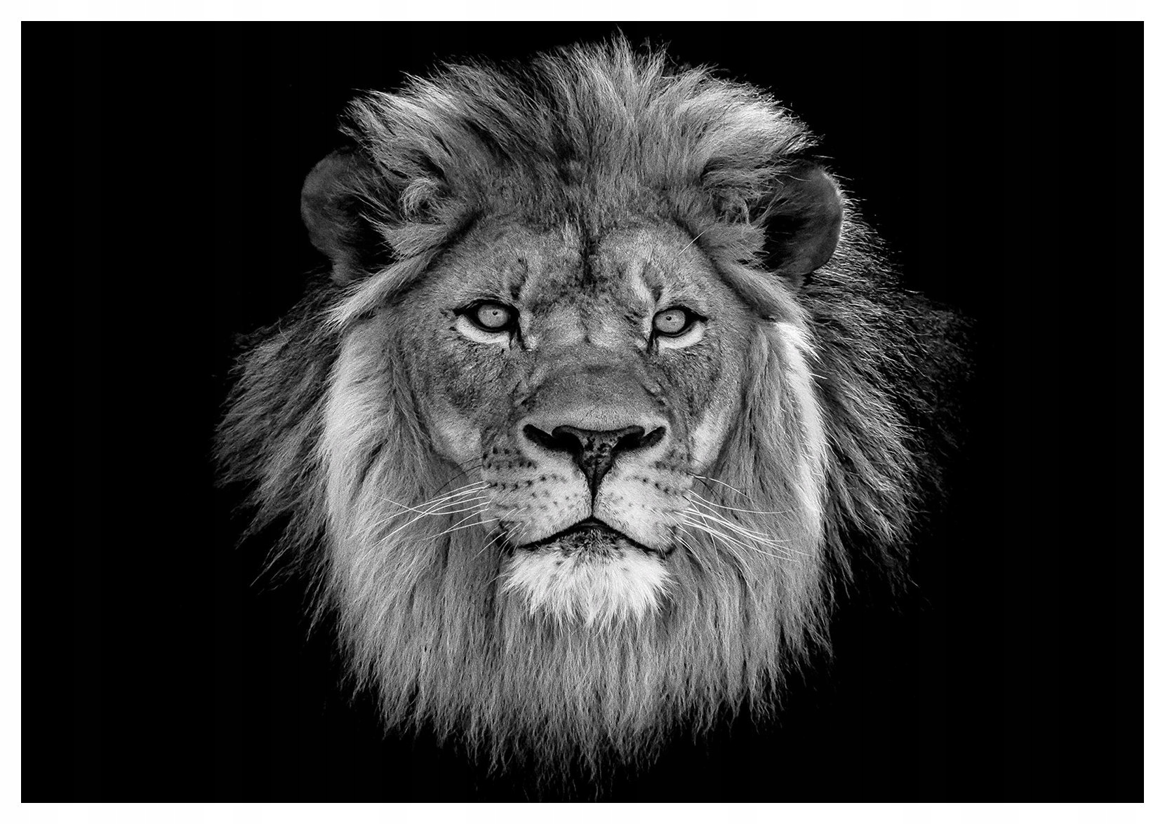 Tapeta Lev Král zvířat černé pozadí majestátní pohled 254x184 lepidlo